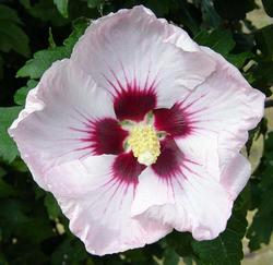 Hibiscus syriacus Red Heart — photo 1