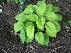 Hosta 'August Moon' — photo 1