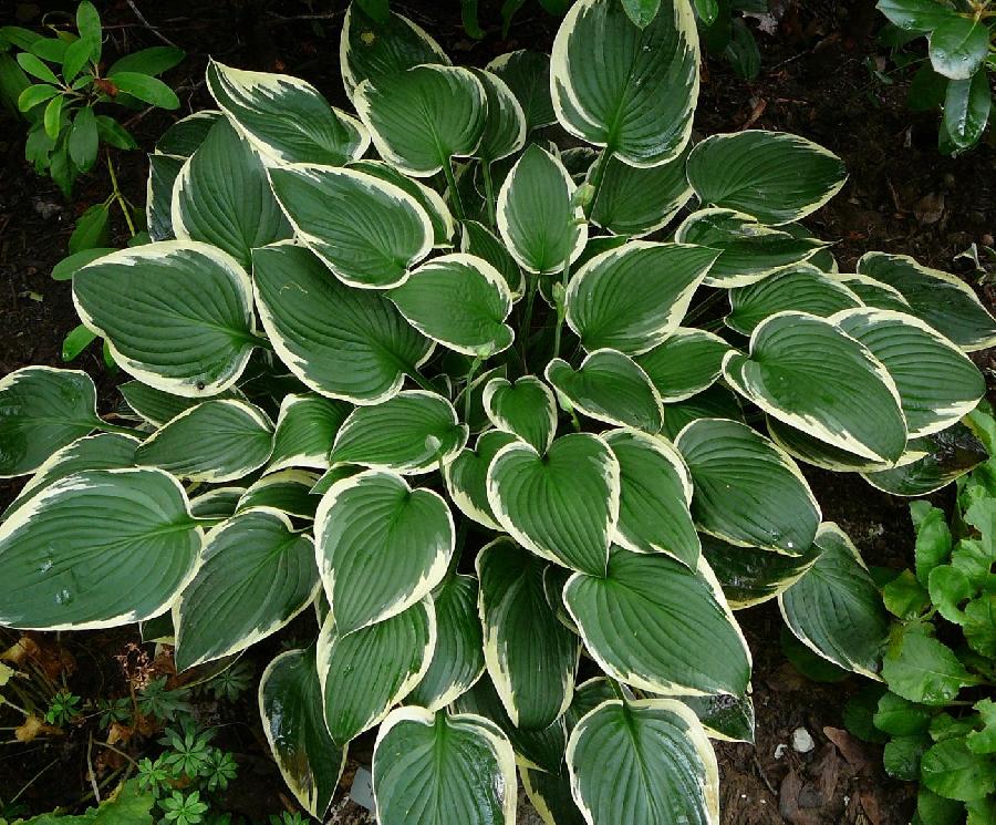 Hosta 'Francee'