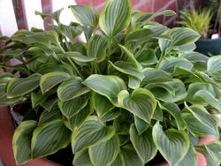 Hosta 'Golden Tiara' — photo 1