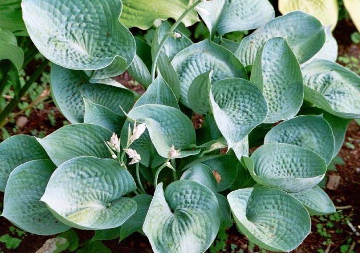 Hosta 'Abiqua Drinking Gourd'