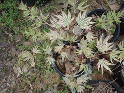 Acer palmatum 'Higasayama' — photo 1