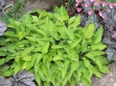 Hosta 'Lemon Lime'