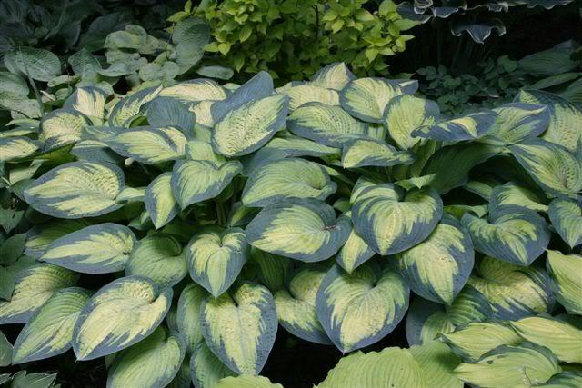 Hosta 'Paul's Glory'