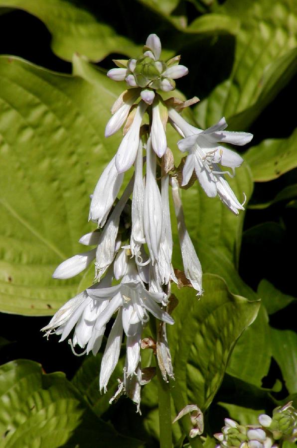 Hosta 'Plantaginea'