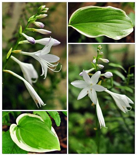 Hosta 'So Sweet'
