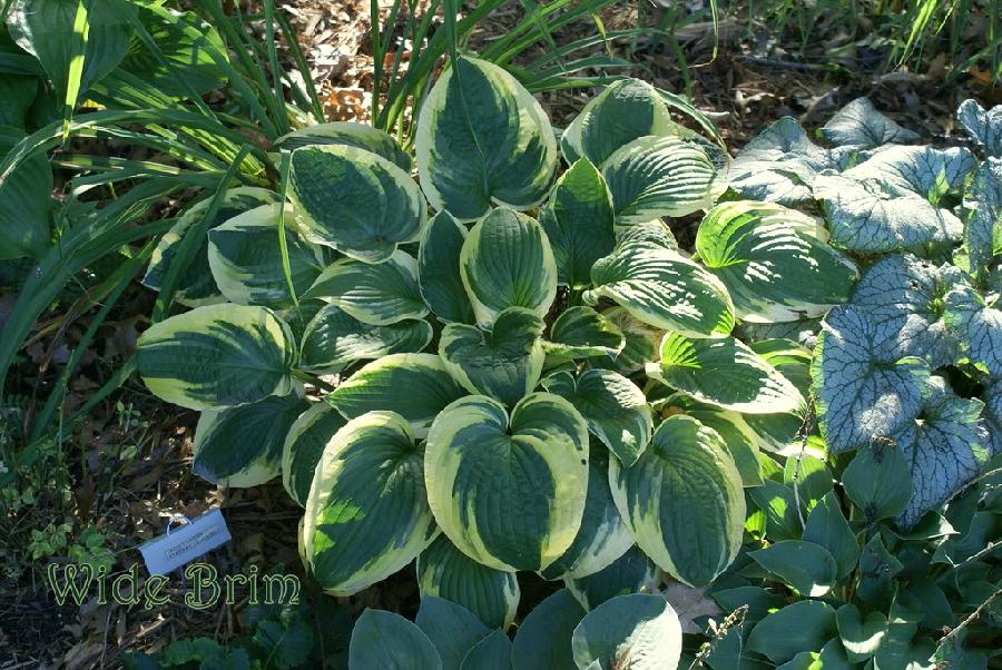 Hosta 'Wide Brim' — photo 1