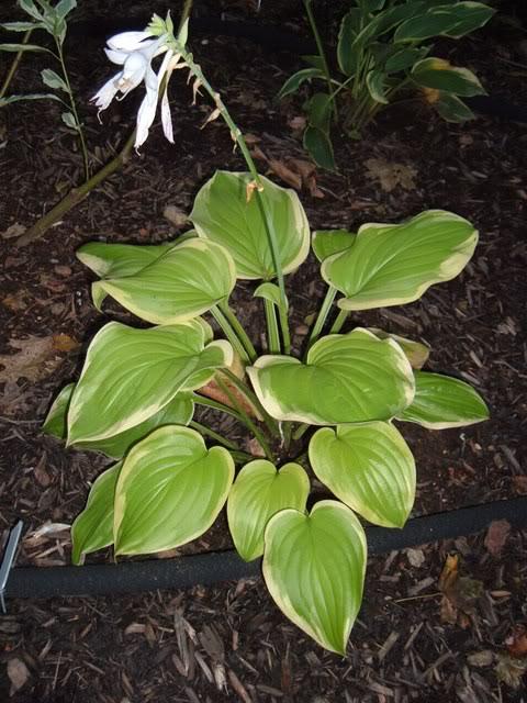 Hosta 'Xanadu'