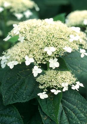 Hydrangea arborescens 'Dardom'