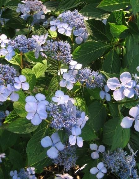 Hydrangea macrophylla 'Weidner's Blue' — photo 1