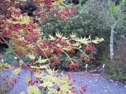 Acer palmatum 'Higasayama' — photo 2