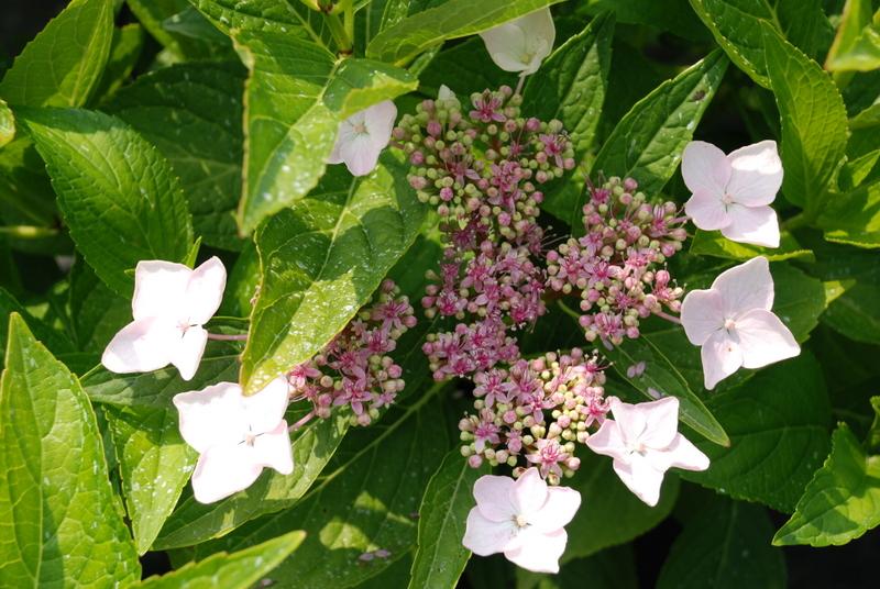 Hydrangea macrophylla 'Blue Wave'