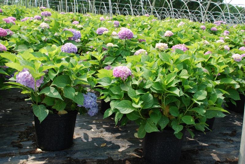 Hydrangea macrophylla 'Endless Summer'