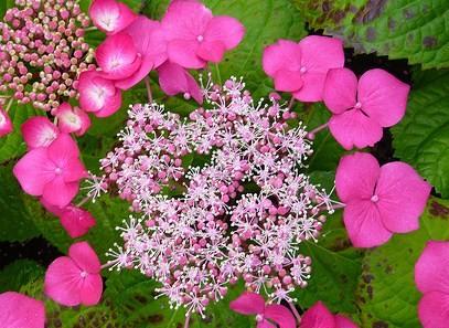 Hydrangea macrophylla 'Fasan'