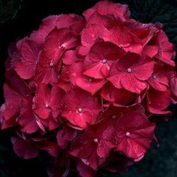Hydrangea macrophylla 'Glowing Embers' — photo 1