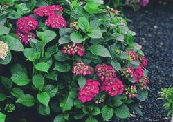 Hydrangea macrophylla 'Glowing Embers' — photo 2