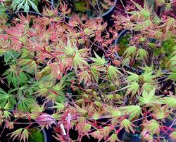 Acer palmatum 'Higasayama' — photo 3