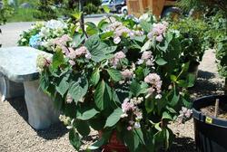 Hydrangea macrophylla 'Lady in Red' — photo 1