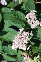 Hydrangea macrophylla 'Lady in Red' — photo 2