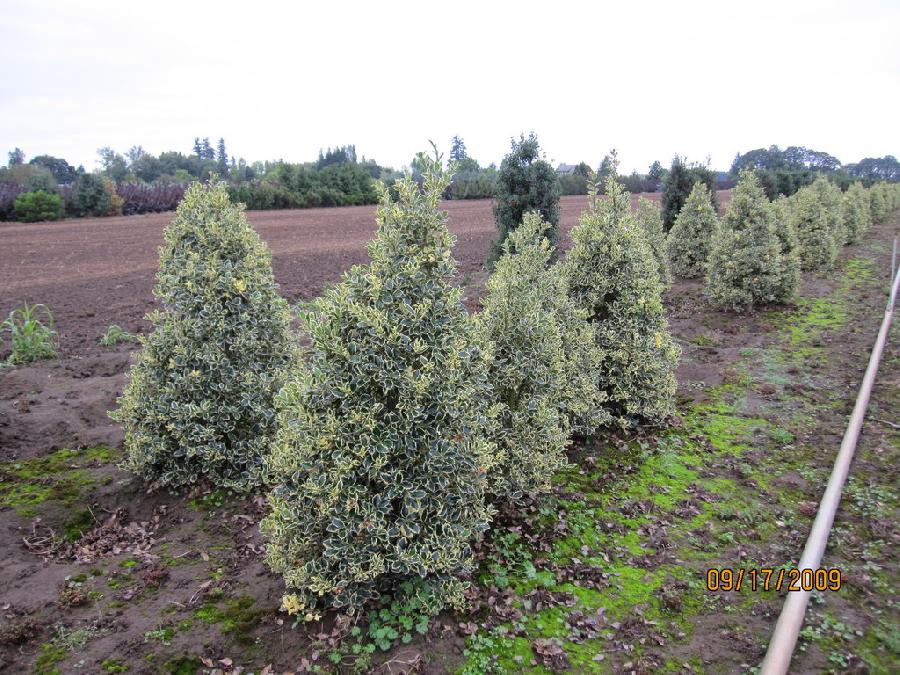 Ilex aquifolium Aureo-Marginata