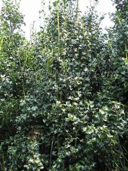Ilex aquipernyi San Jose