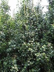 Ilex aquipernyi San Jose — photo 1