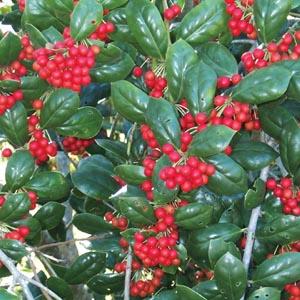 Ilex cornuta Burford
