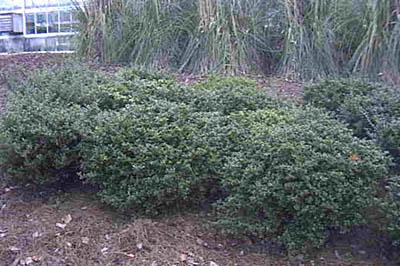 Ilex crenata Green Luster