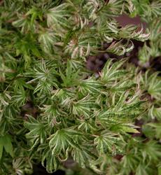 Acer palmatum 'Higasayama' — photo 4