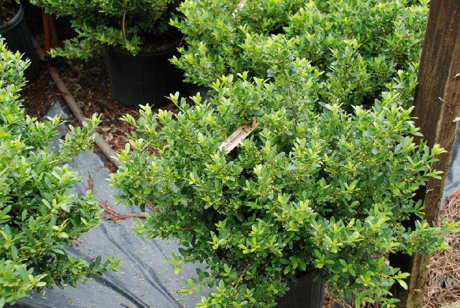 Ilex crenata 'Hoogendorn'