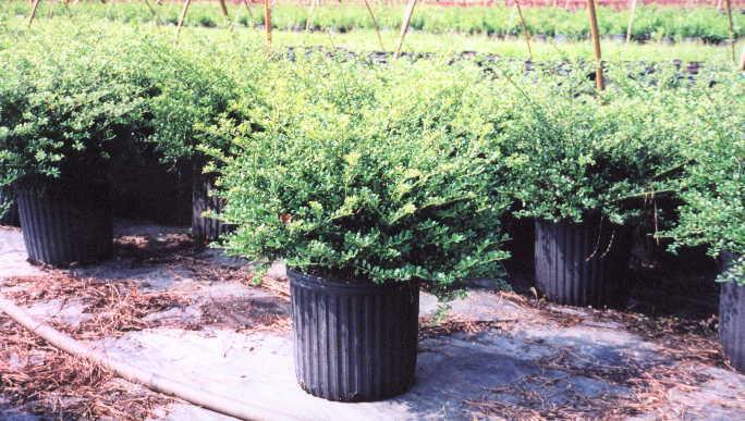 Ilex Crenata Schwoebel Comp — photo 1