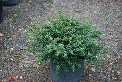 Ilex Crenata Schwoebel Comp — photo 2