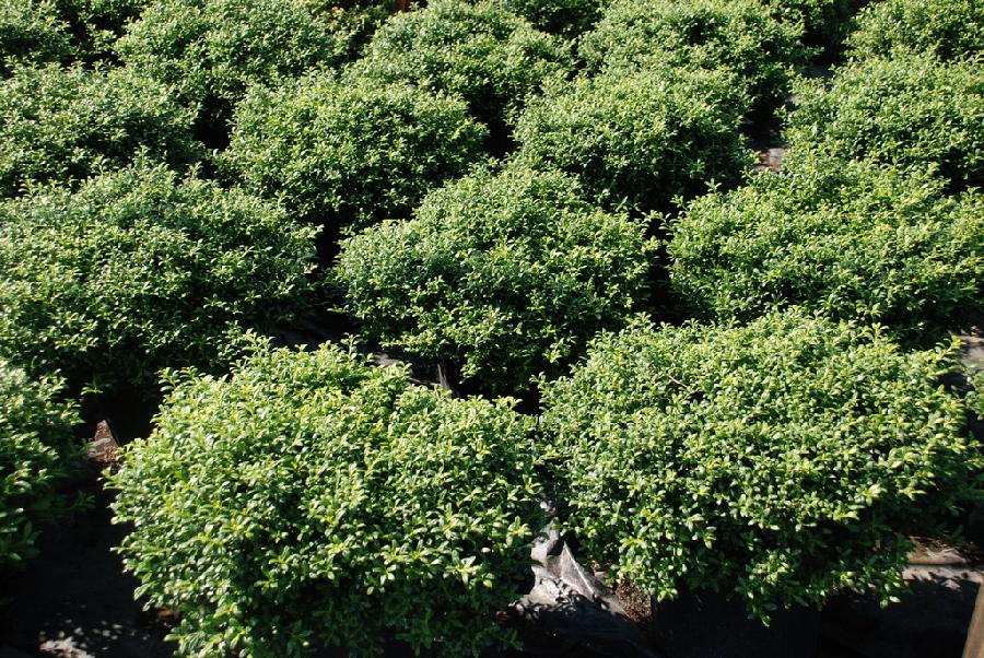 Ilex crenata 'Soft Touch'