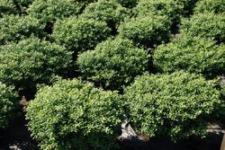 Ilex crenata 'Soft Touch' — photo 1