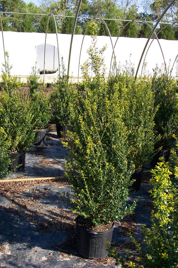 Ilex crenata 'Steeds'