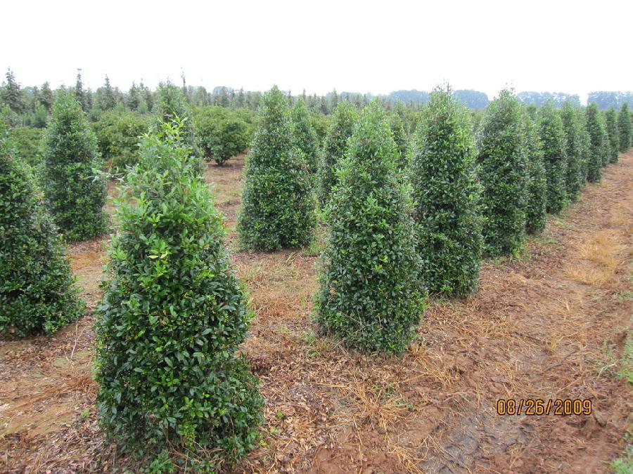 Ilex x attenuata 'Fosteri' — photo 1