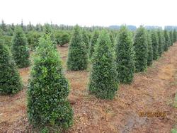 Ilex x attenuata 'Fosteri' — photo 1