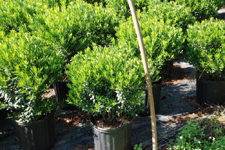 Ilex glabra Compacta