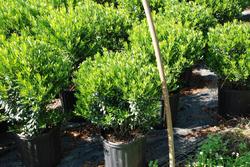 Ilex glabra Compacta — photo 1