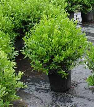 Ilex glabra 'Shamrock'
