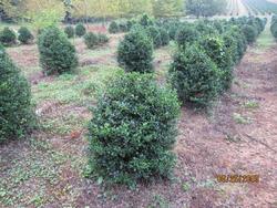 Ilex ? meserveae ?Blue Boy — photo 1