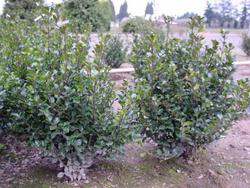 Ilex ? meserveae ?Blue Boy — photo 2