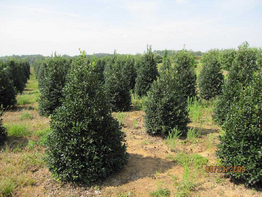 Ilex Nellie Stevens