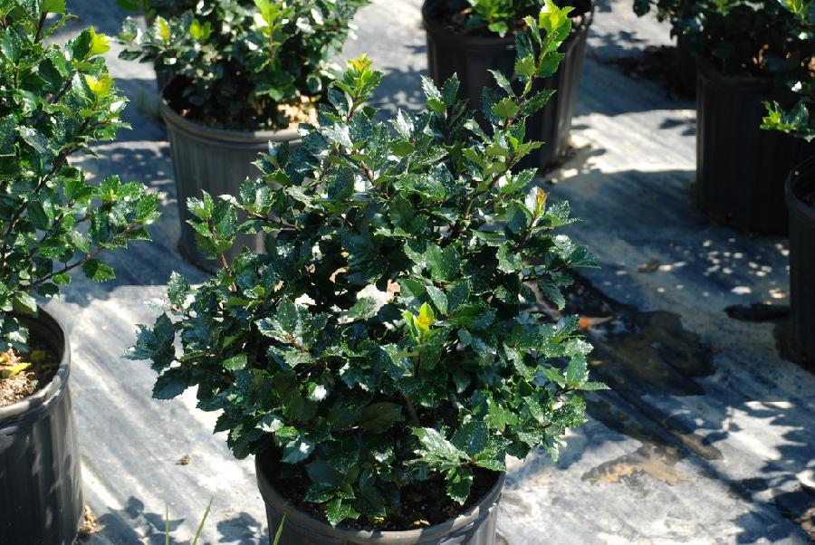 Ilex x meserveae 'Blue Prince'