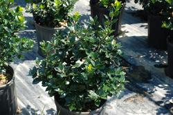 Ilex x meserveae 'Blue Prince' — photo 1