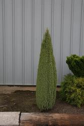 Juniperus communis Compressa — photo 1