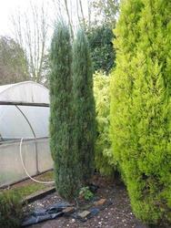 Juniperus virginiana 'Blue Arrow' — photo 1