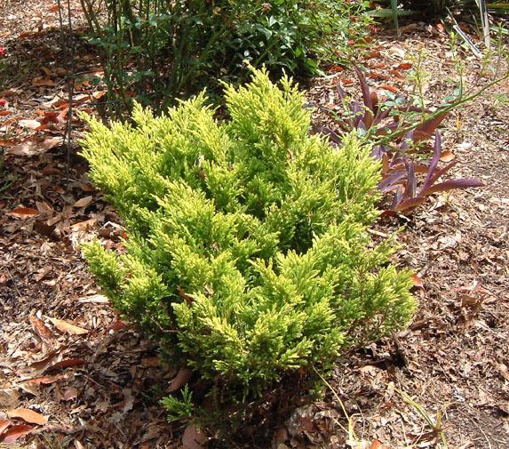 Juniperus Andorra Youngstown compacta