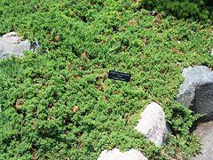 Juniperus procumbens 'Nana' — photo 1