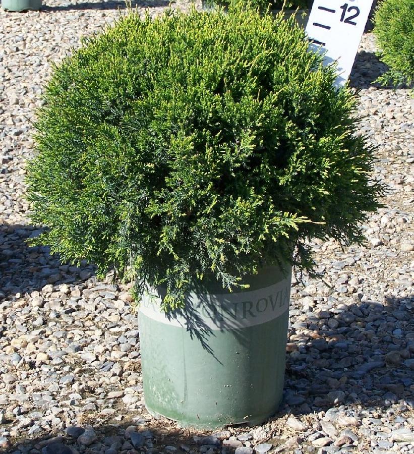 Juniperus chinensis 'Monlep'(MINT JULEP®) — photo 1